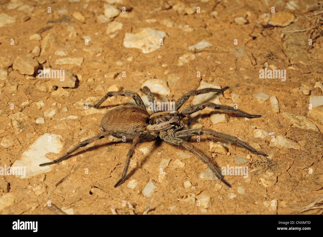European tarantula lycosa sp hires stock photography and images Alamy