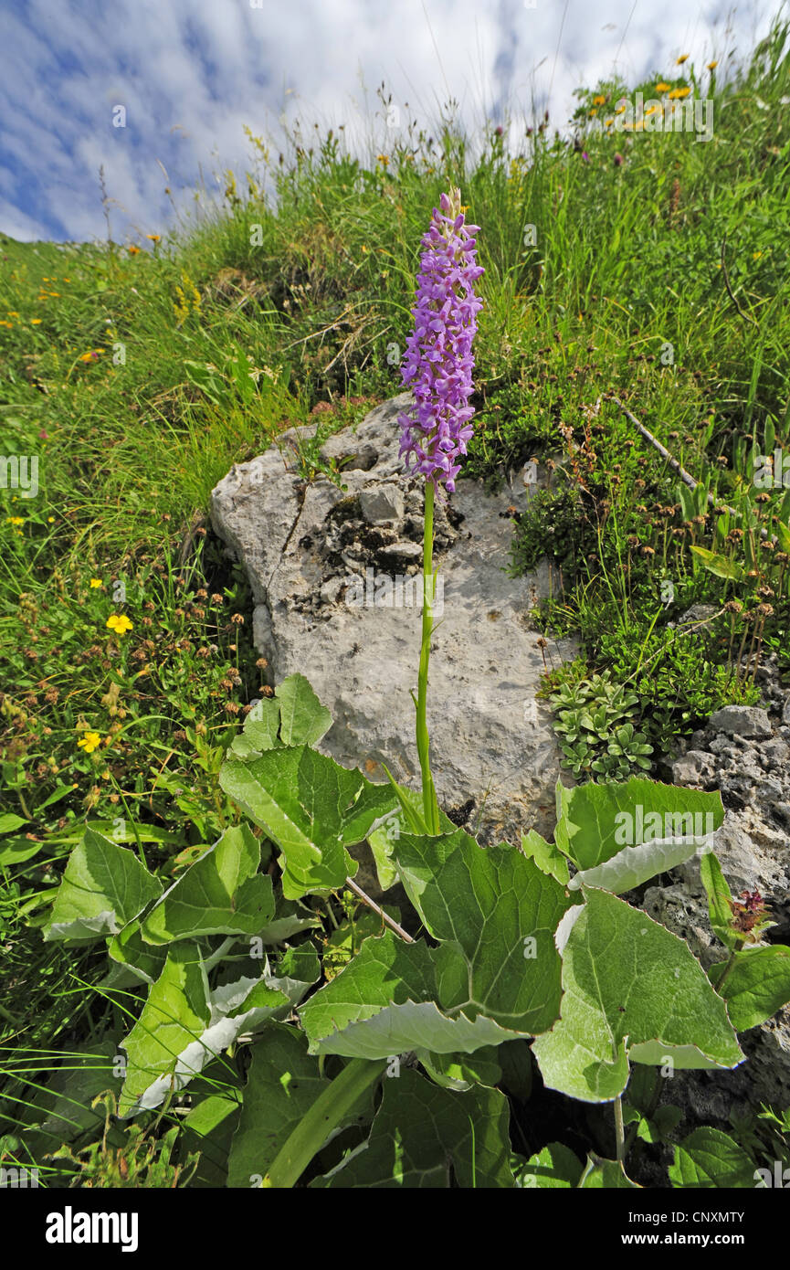 fragrant orchid (Gymnadenia conopsea), blooming, Slovenia, Soca Tal, Stol Stock Photo
