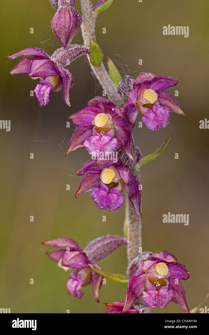 dark-red helleborine, royal helleborine (Epipactis atrorubens, Serapias atrorubens), flowers, Germany Stock Photo