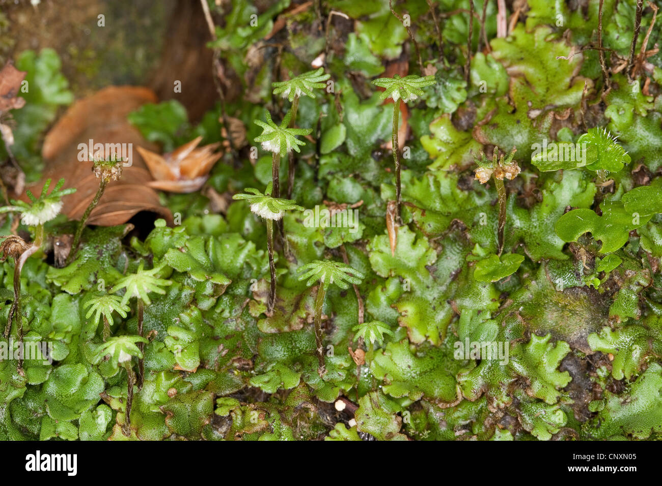 liverwort (Marchantia polymorpha), with female umbrellas, Germany Stock Photo