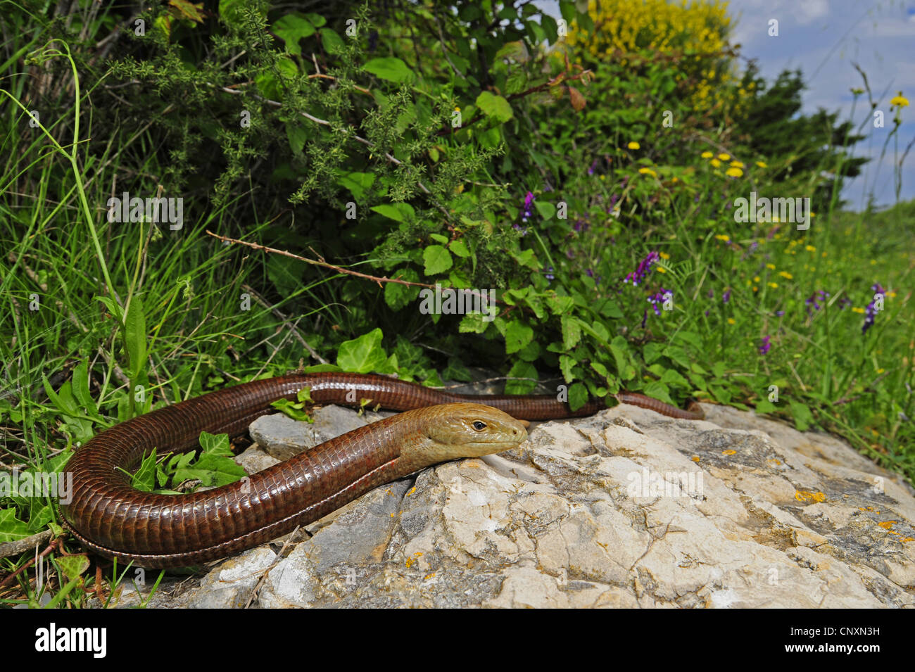 European glass lizard, armored glass lizard (Ophisaurus apodus
