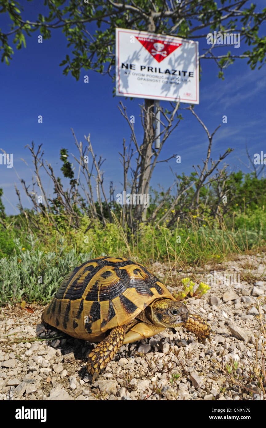 Hermann's tortoise, Greek tortoise (Testudo hermanni, Testudo hermanni hercegovinensis  ), in front of warning sign, Croatia, Dalmatien, Vrana Stock Photo
