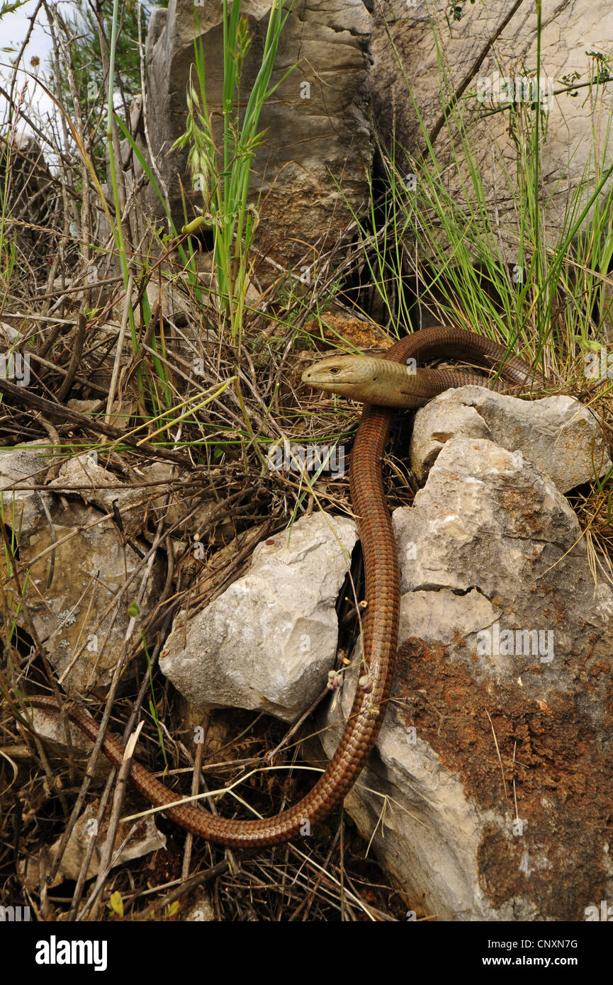 European glass lizard, armored glass lizard (Ophisaurus apodus