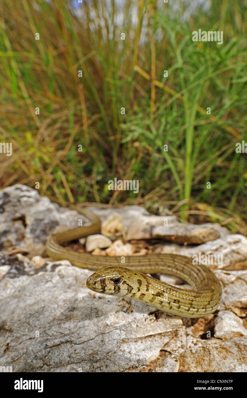 European glass lizard, armored glass lizard (Ophisaurus apodus
