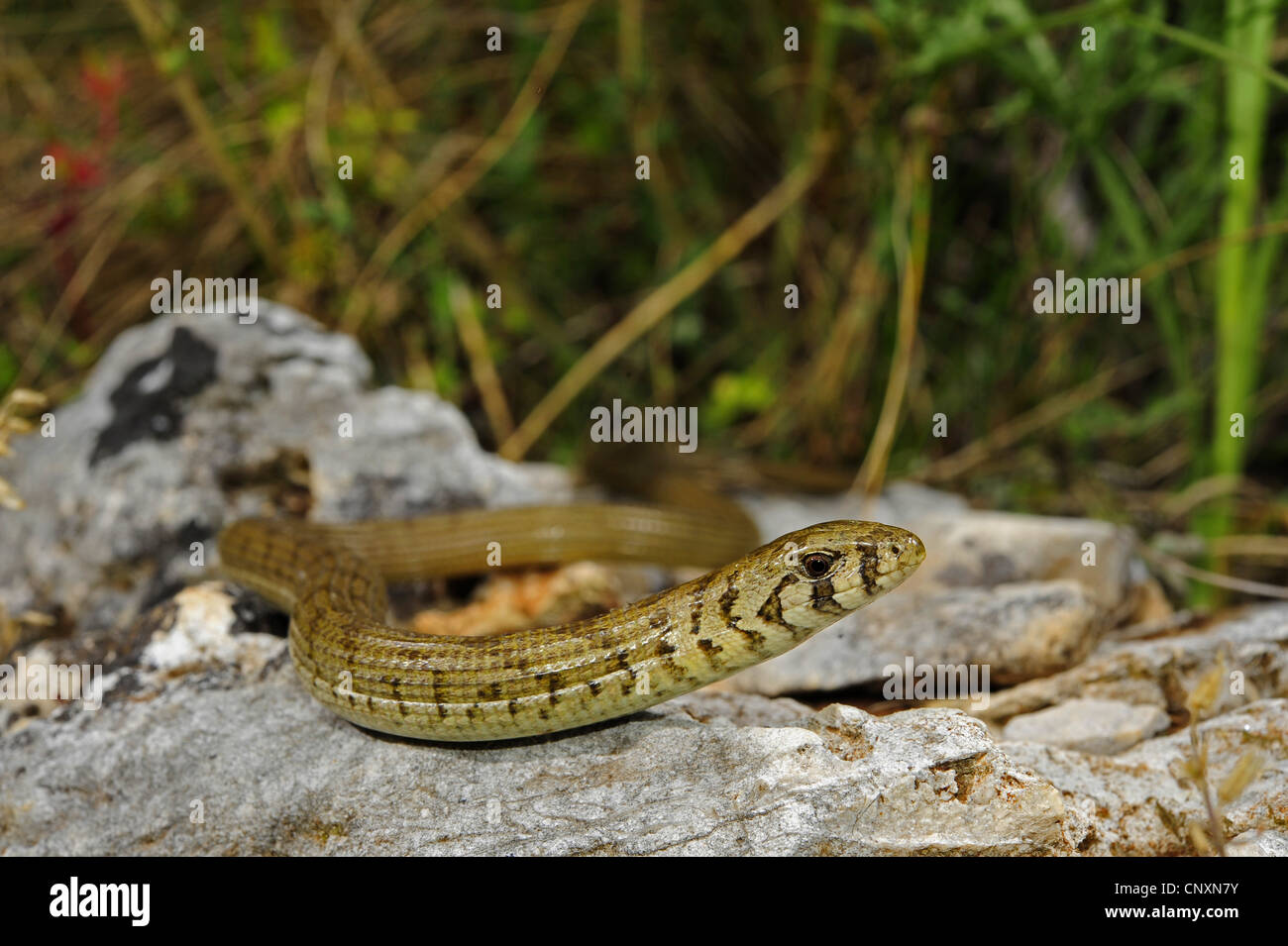 European glass lizard, armored glass lizard (Ophisaurus apodus