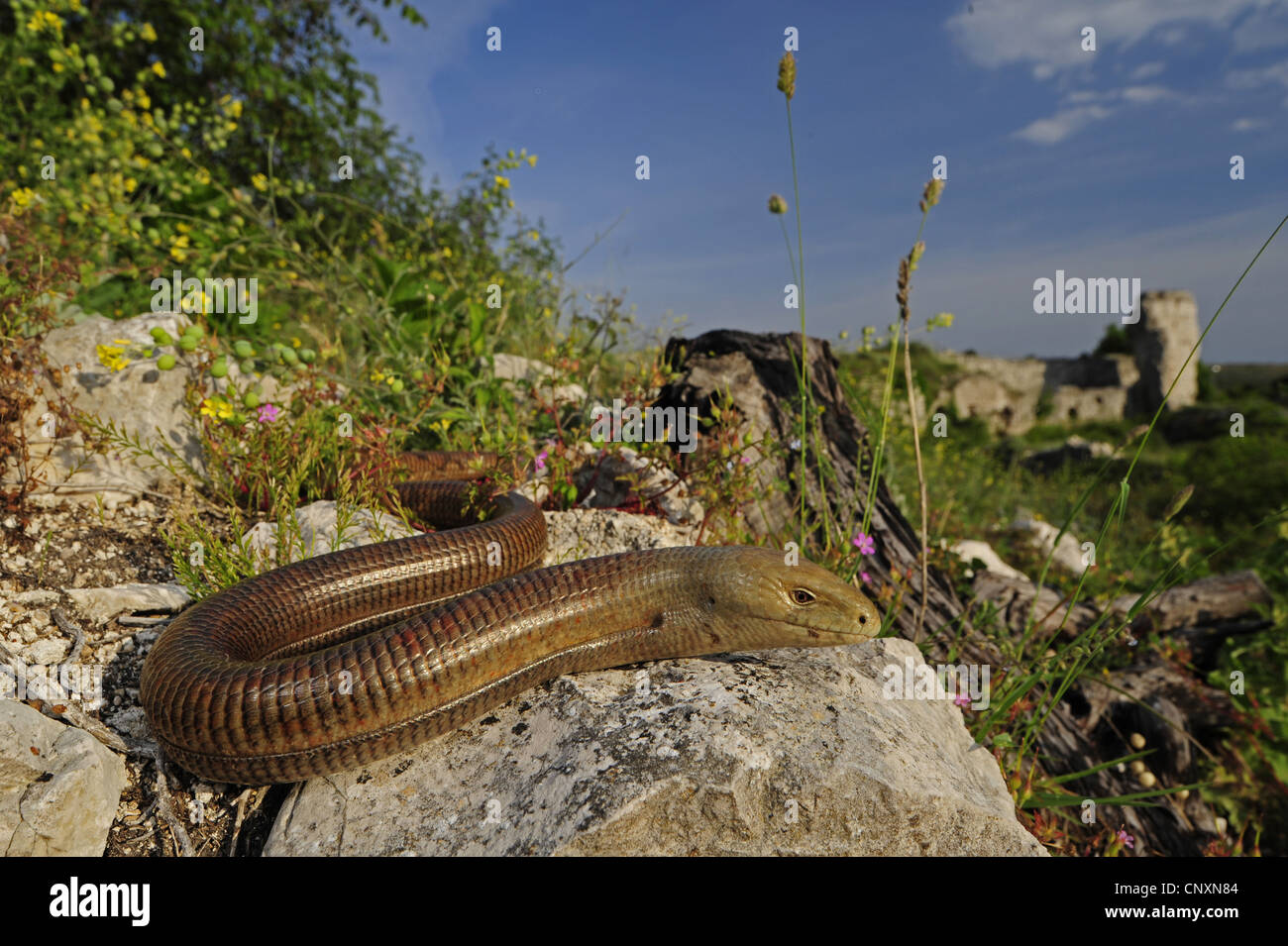 European glass lizard, armored glass lizard (Ophisaurus apodus