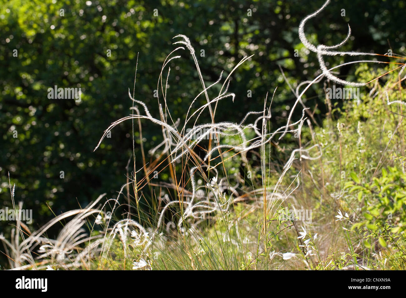 feather grass (Stipa pennata), fruiting, Germany Stock Photo