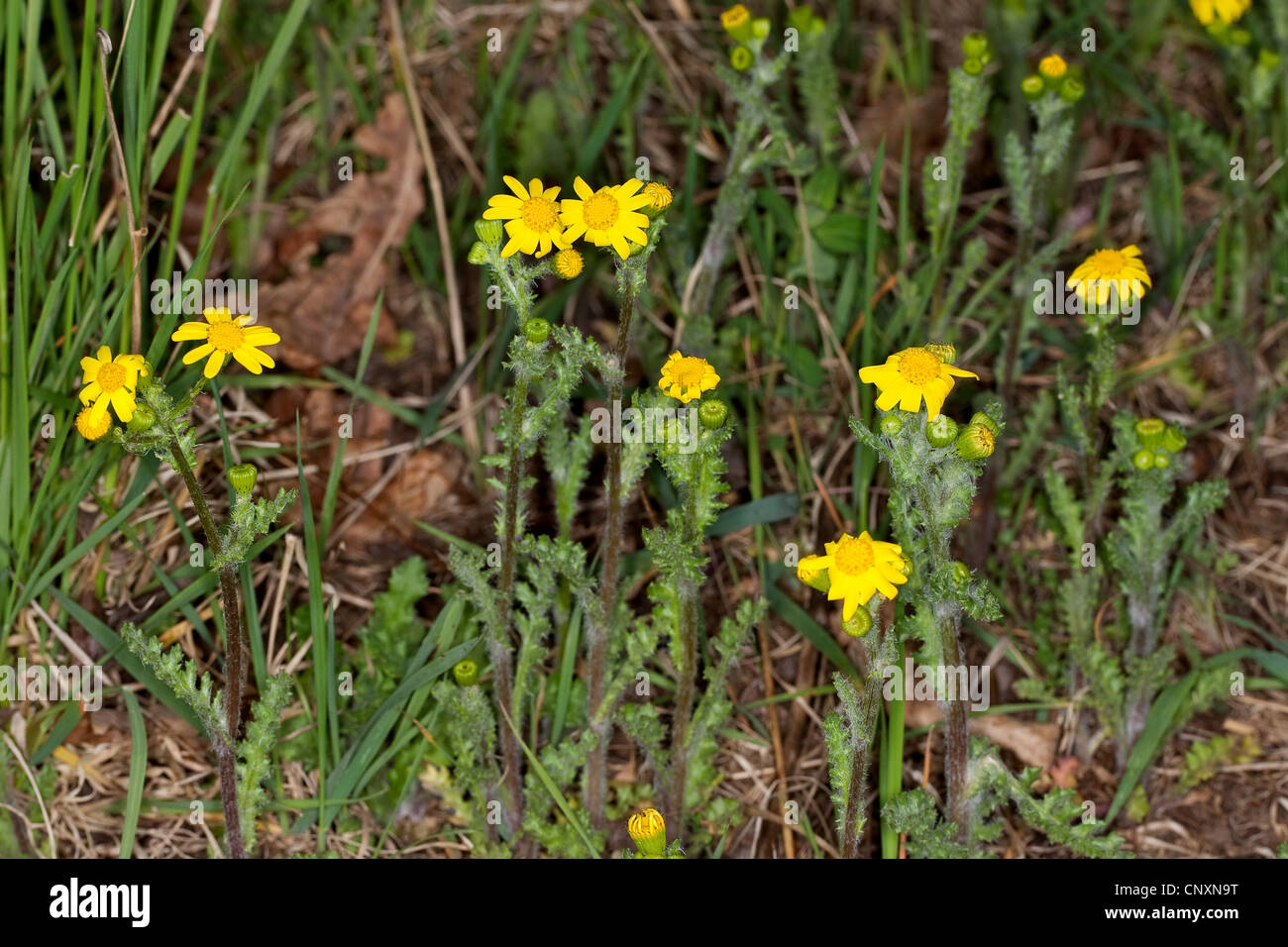 Eastern groundsel, Spring groundsel (Senecio vernalis), blooming, Germany Stock Photo