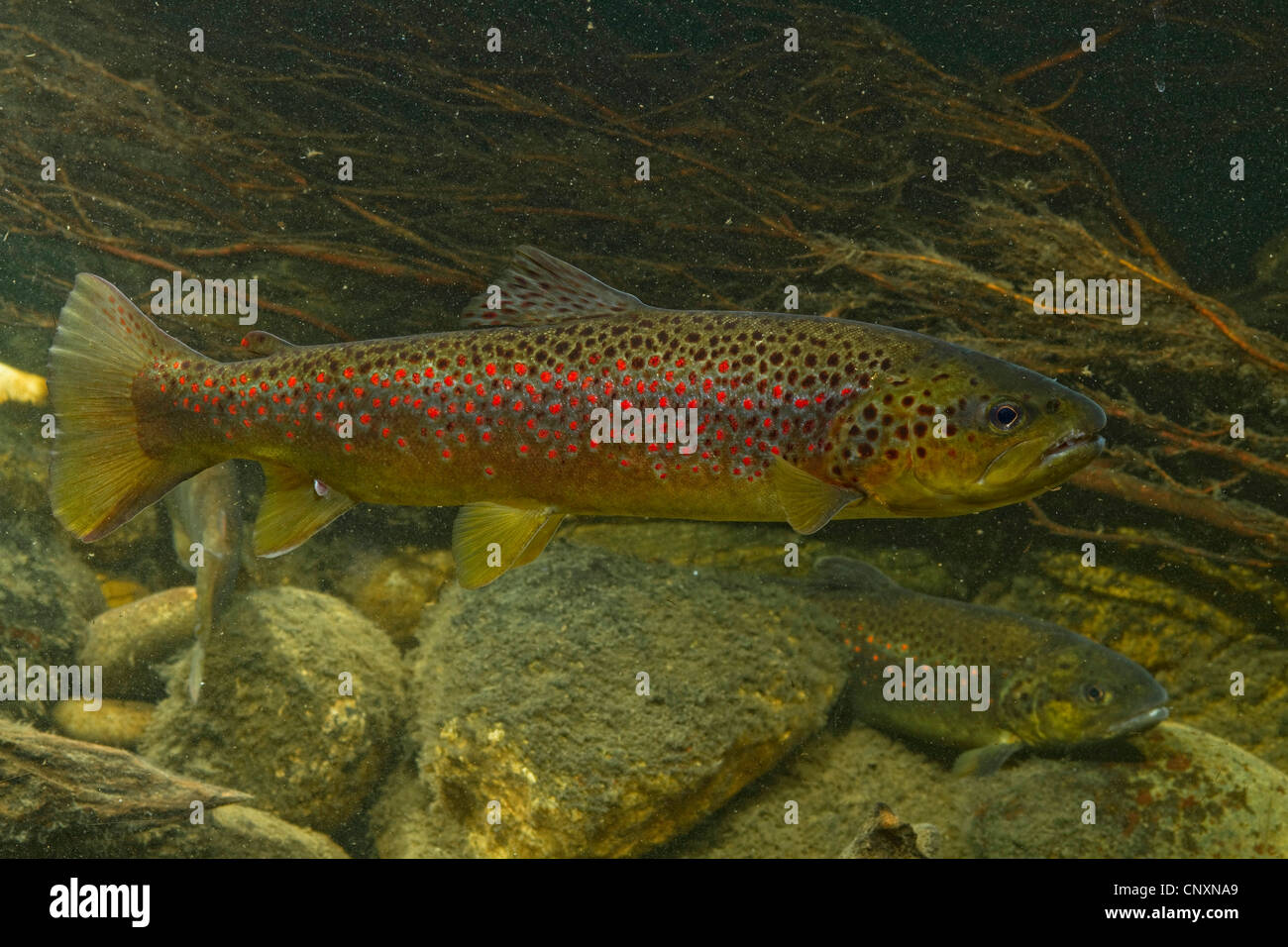 German Brown Trout High Resolution Stock Photography and Images Alamy