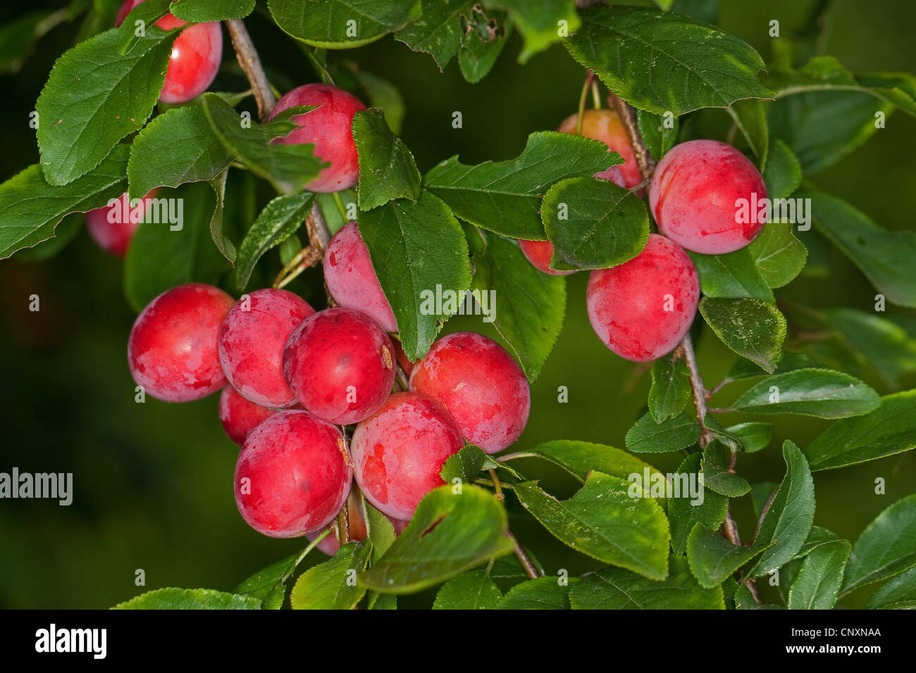 cherry plum, Myrobalan plum (Prunus cerasifera), branch with fruits, Germany Stock Photo