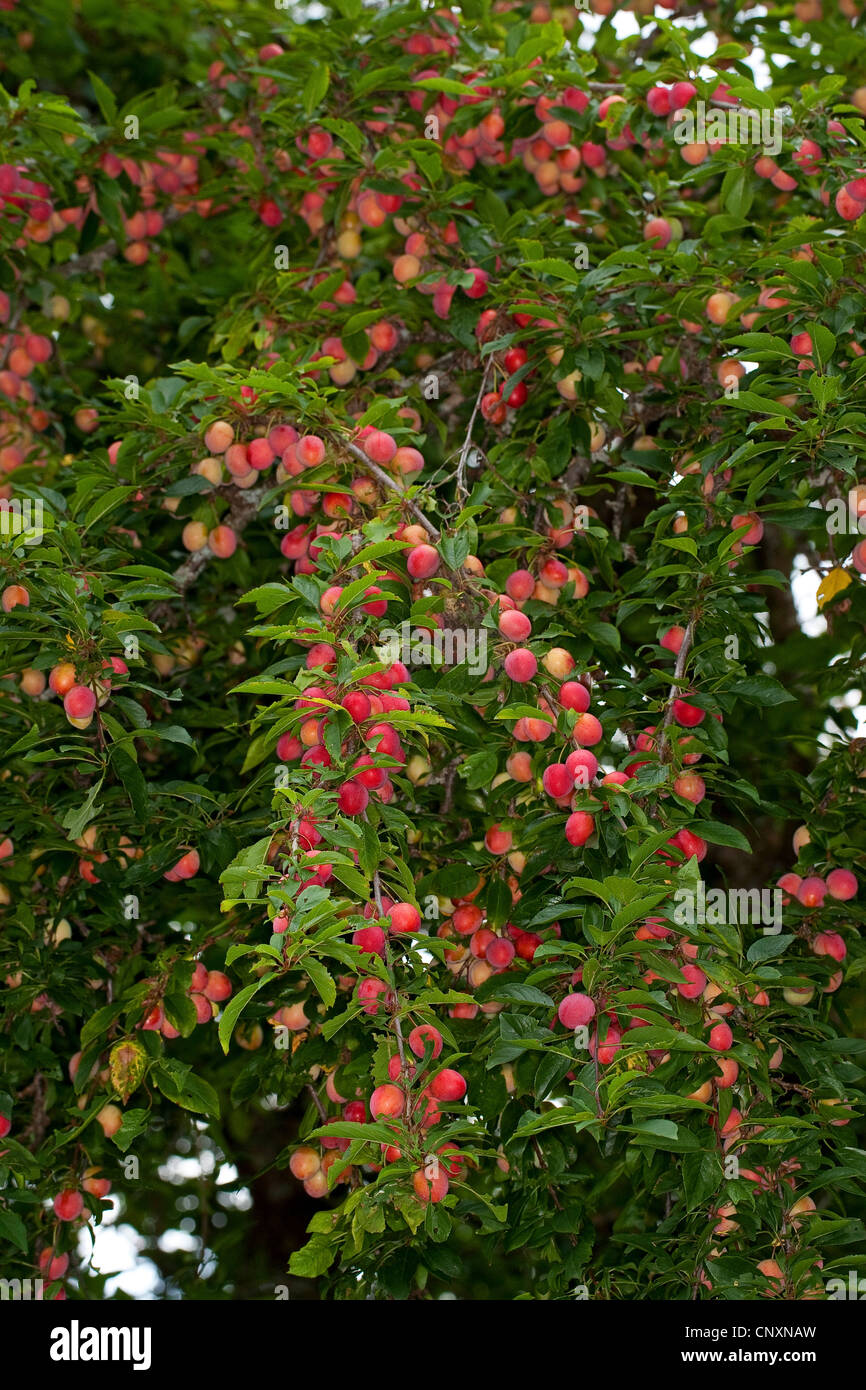 cherry plum, Myrobalan plum (Prunus cerasifera), fruiting, Germany Stock Photo