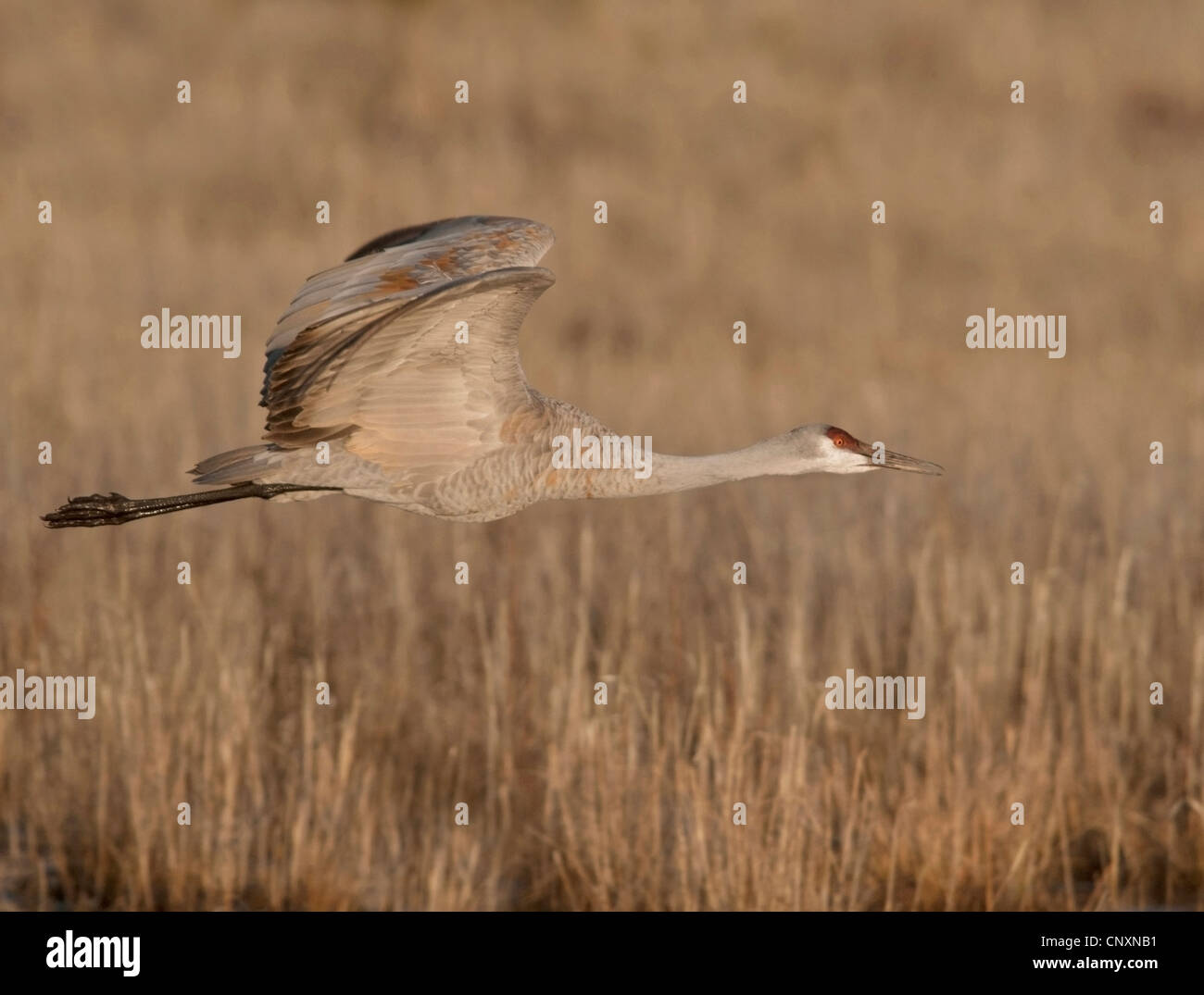 A single Sandhill Crane (Grus canadensis) in flight at the Bosque del