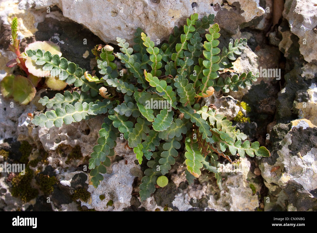 Common spleenwort, Rusty Spleenwort (Asplenium ceterach), on a rock Stock Photo
