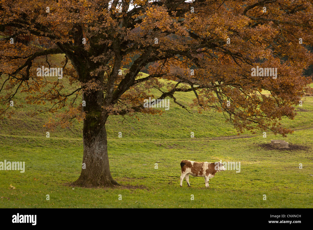 domestic cattle (Bos primigenius f. taurus), standing under an oak in autumn, Germany, Bavaria Stock Photo