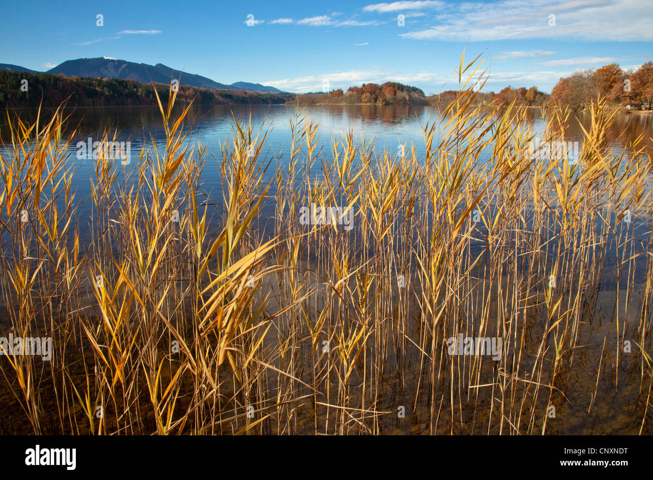 reed grass, common reed (Phragmites communis, Phragmites australis), in autumn at Lake Staffelsee, Germany, Bavaria Stock Photo