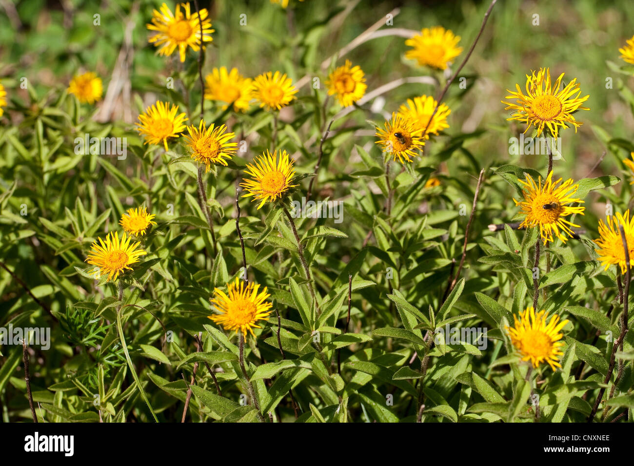 Downy Elecampane, Hairy Fleabane (Inula hirta), blooming, Germany Stock Photo