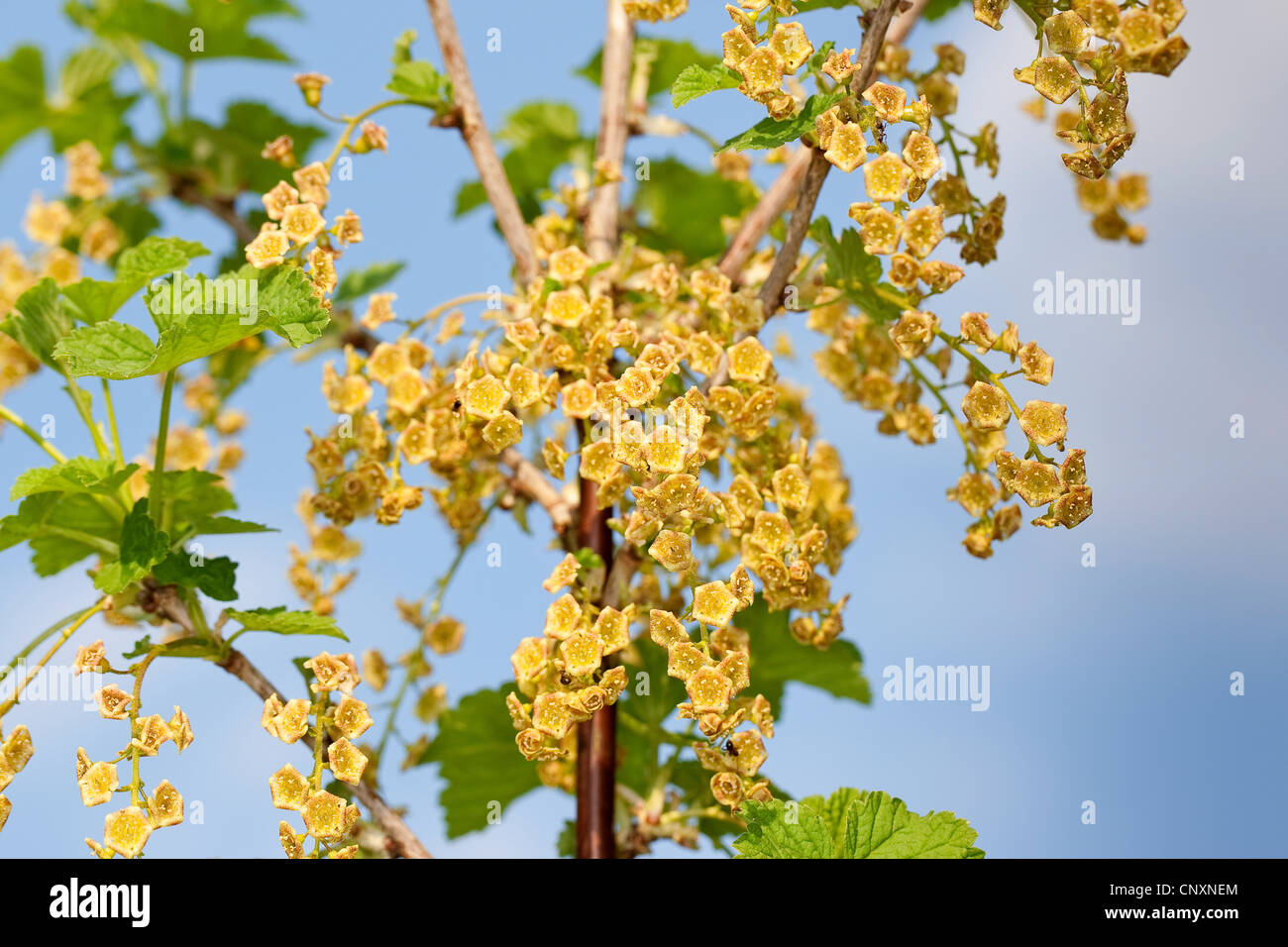 northern red currant (Ribes rubrum), blooming, Germany Stock Photo