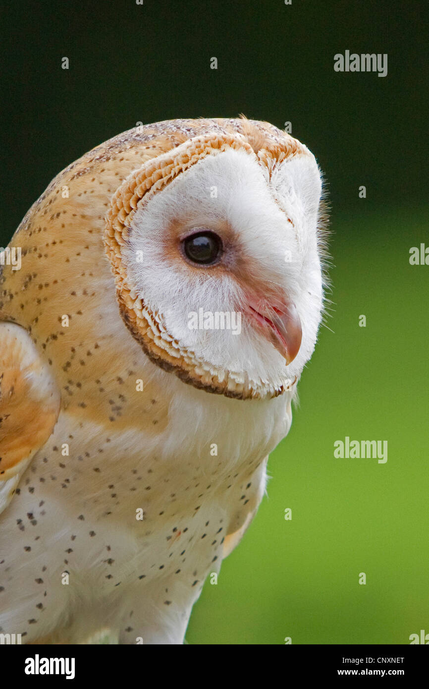 barn owl (Tyto alba), portrait, Germany, Bavaria Stock Photo