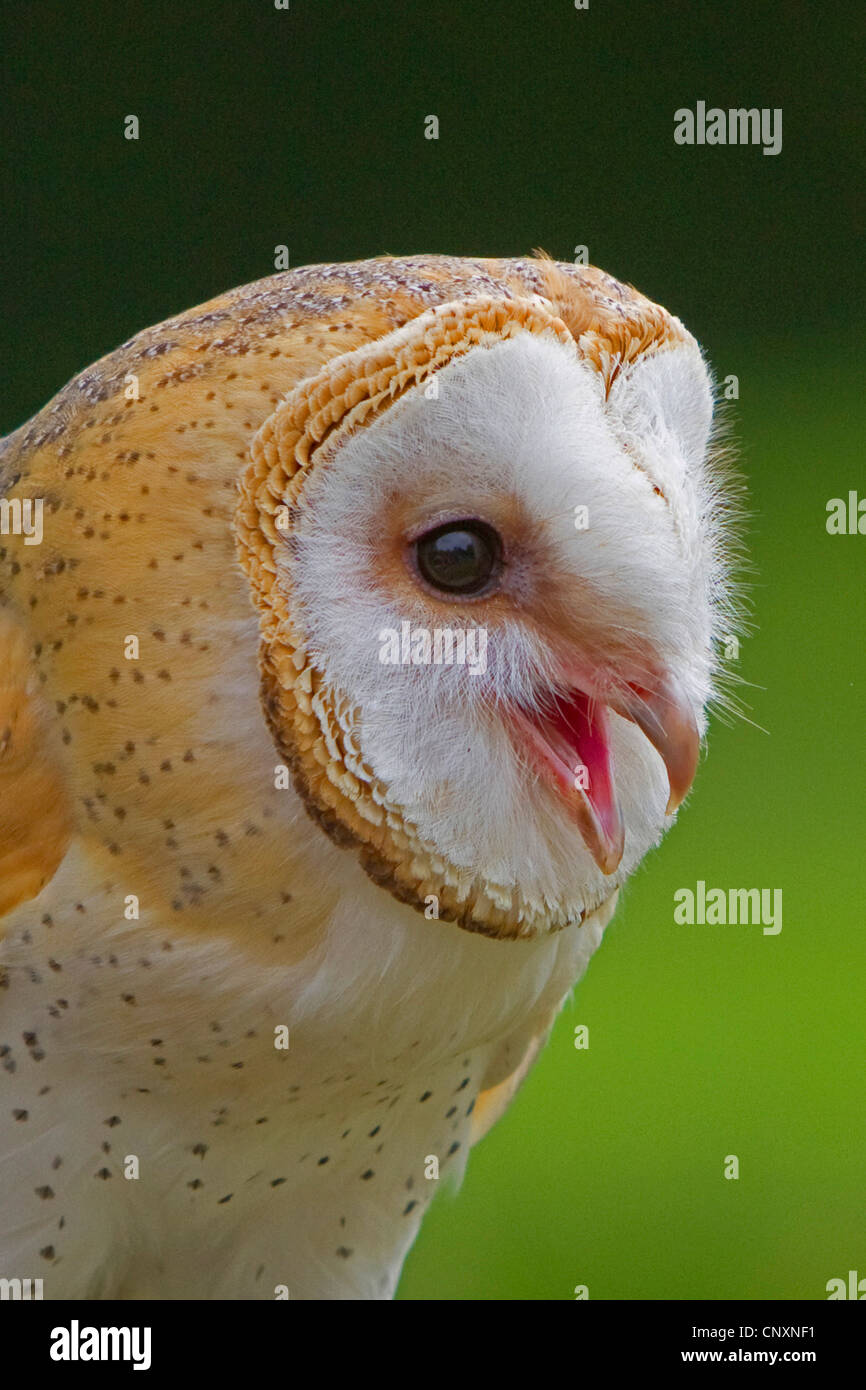 barn owl (Tyto alba), calling, Germany, Bavaria Stock Photo