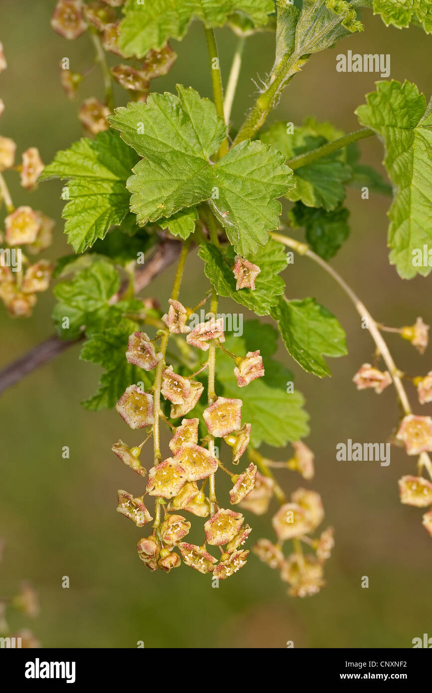 northern red currant (Ribes rubrum), blooming, Germany Stock Photo