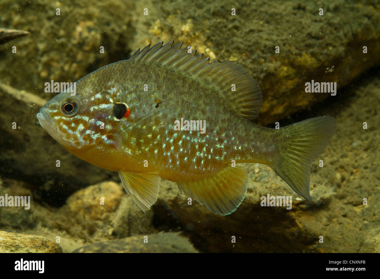 pumpkin-seed sunfish, pumpkinseed (Lepomis gibbosus), male Stock Photo