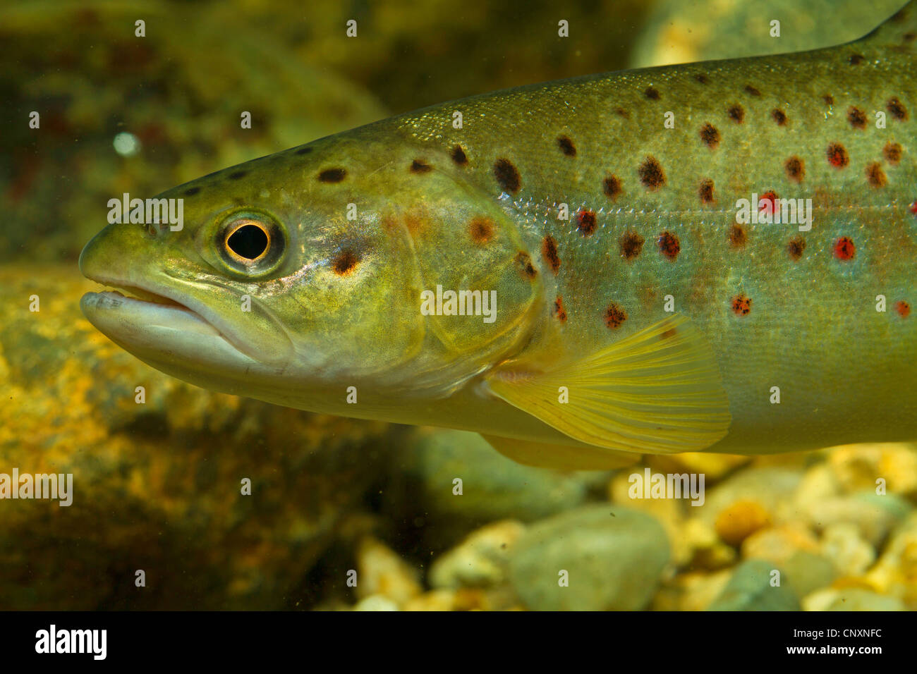 brown trout, river trout, brook trout (Salmo trutta fario), portrait, Germany Stock Photo