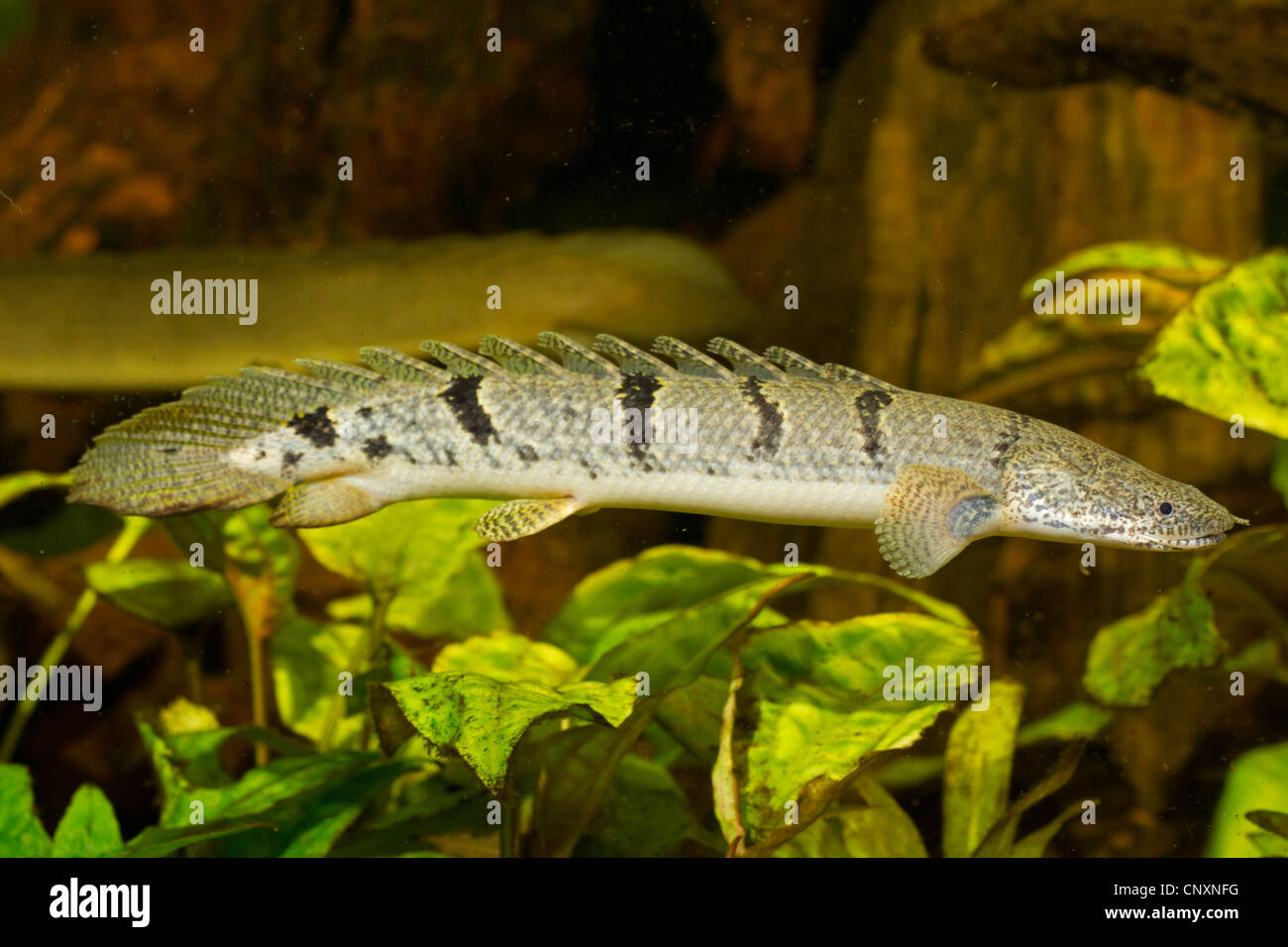 Polypterus Endlicheri