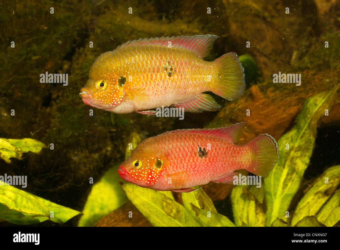jewel fish, jewelfish, red jewel fish, red cichlid (Hemichromis bimaculatus, Hemichromis guttatus), male with female in foreground Stock Photo