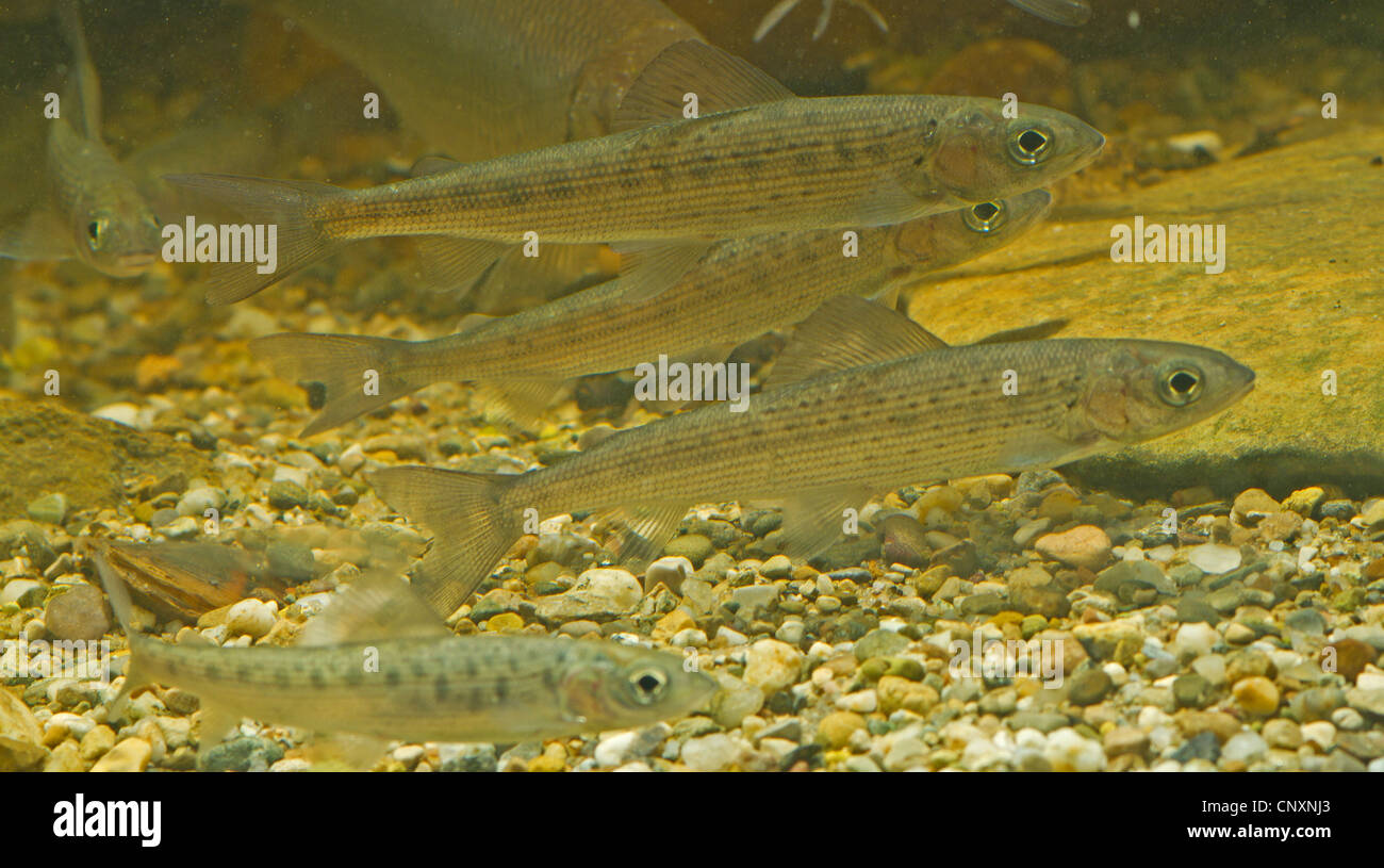 grayling (Thymallus thymallus), juveniles, school, Germany Stock Photo