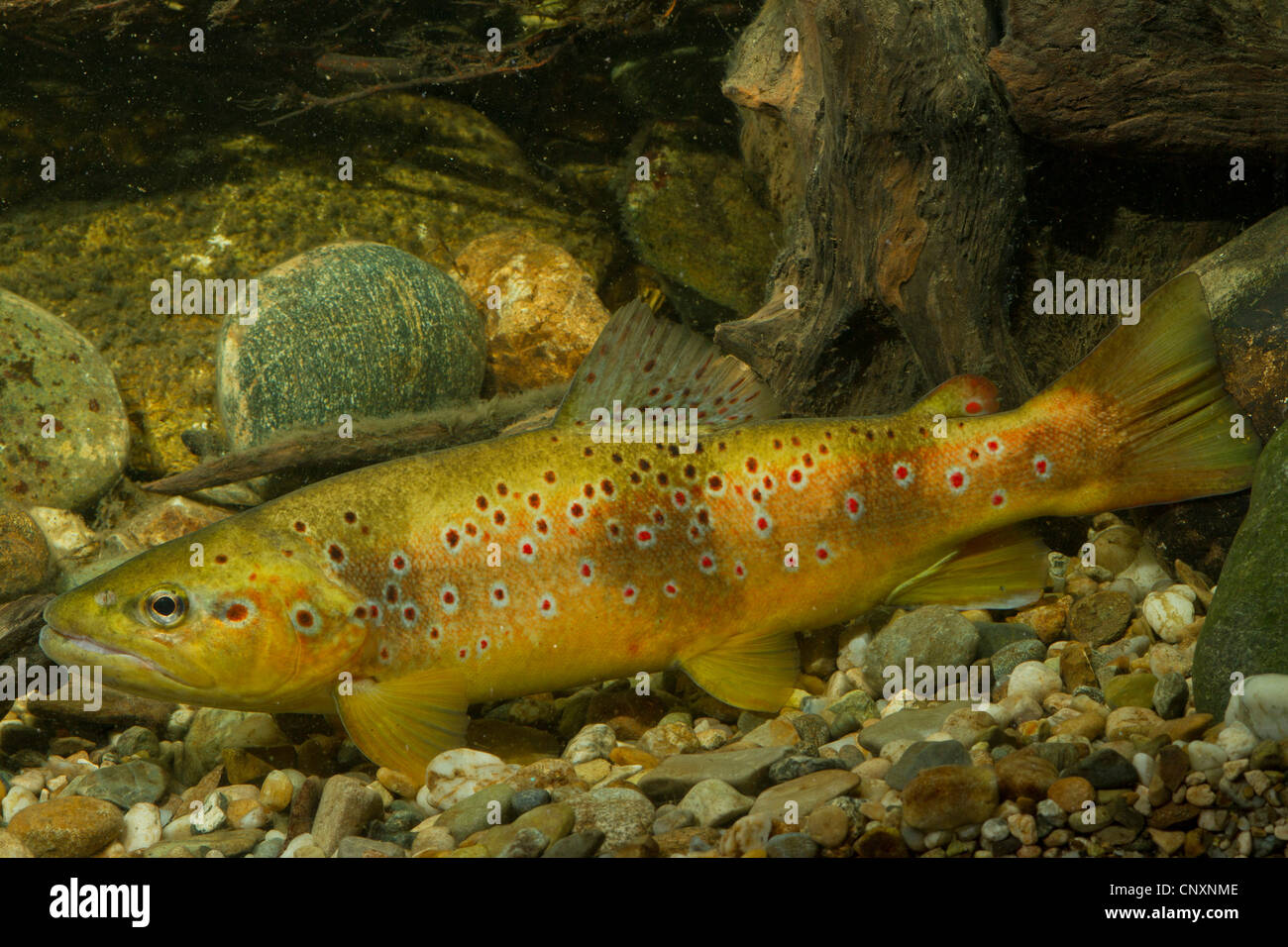 German Brown Trout High Resolution Stock Photography and Images Alamy