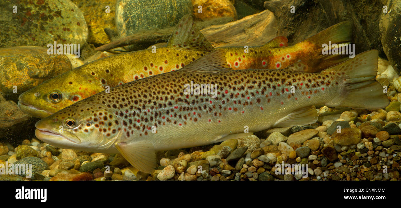 brown trout, river trout, brook trout (Salmo trutta fario), colour