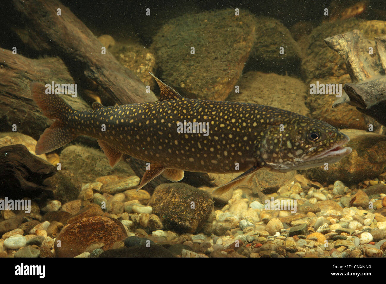 American lake trout, Great Lake trout, lake trout (Salvelinus namaycush) Stock Photo