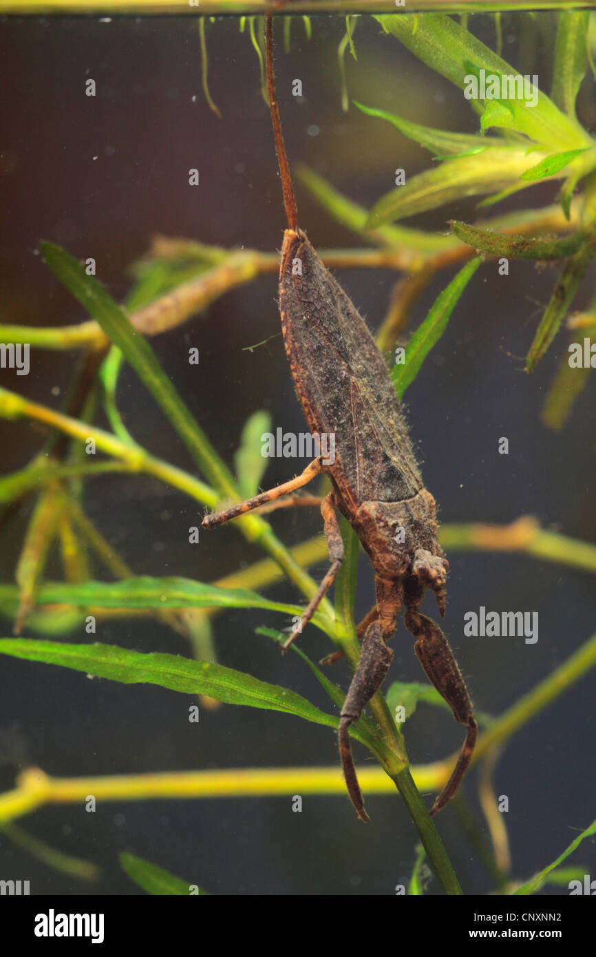 water scorpion (Nepa cinerea, Nepa rubra), sitting at a plant, Germany Stock Photo