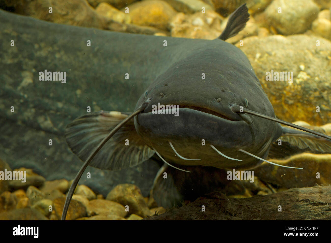 European catfish hi-res stock photography and images - Alamy