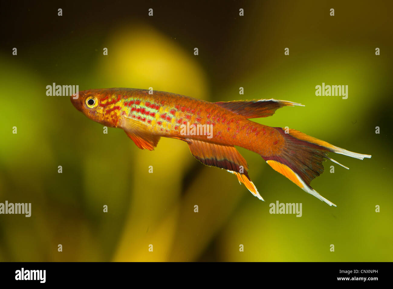 lyretail, Cape Lopez lyretail, lyretail panchax (Aphyosemion australe), male Stock Photo