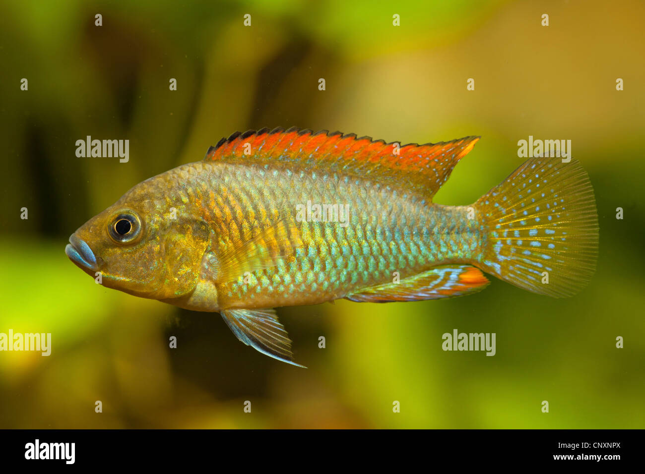 Southern mouthbrooder (Pseudocrenilabrus philander), male Stock Photo