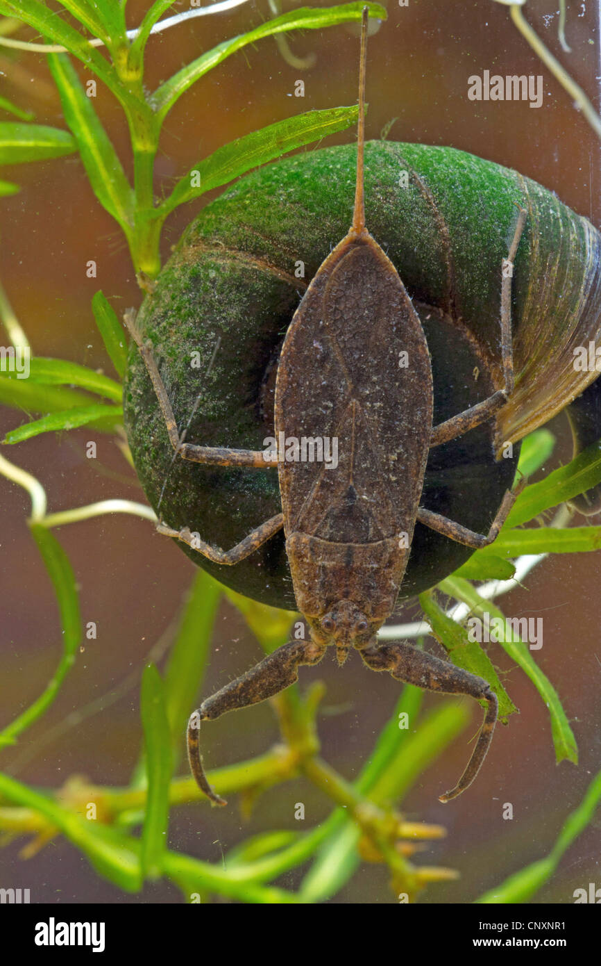 water scorpion (Nepa cinerea, Nepa rubra), lurking, sitting on a great ramshorn, Germany Stock Photo