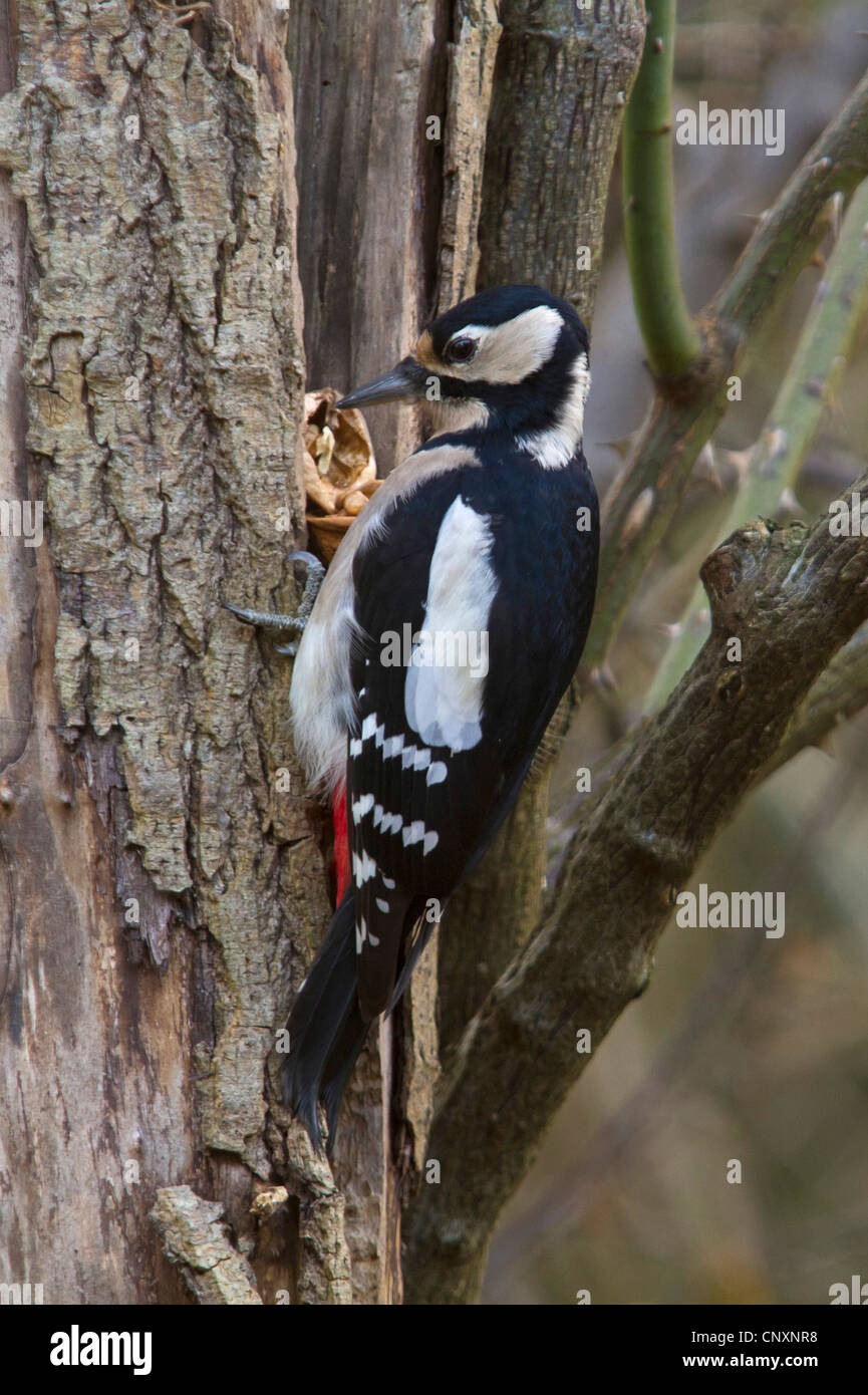 Great spotted woodpecker (Picoides major, Dendrocopos major), opening a walnut at a seed-cracking site, Germany, Bavaria Stock Photo
