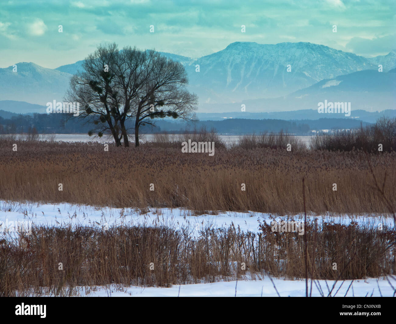 reed grass, common reed (Phragmites communis, Phragmites australis), reed zone and willow with mistletoes at Lake Chiem, Chiemsee, Germany, Bavaria Stock Photo