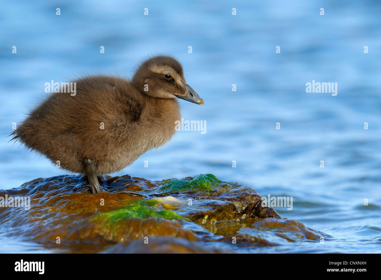 common eider (Somateria mollissima), chick on the waterfront, Denmark, Bornholm Stock Photo
