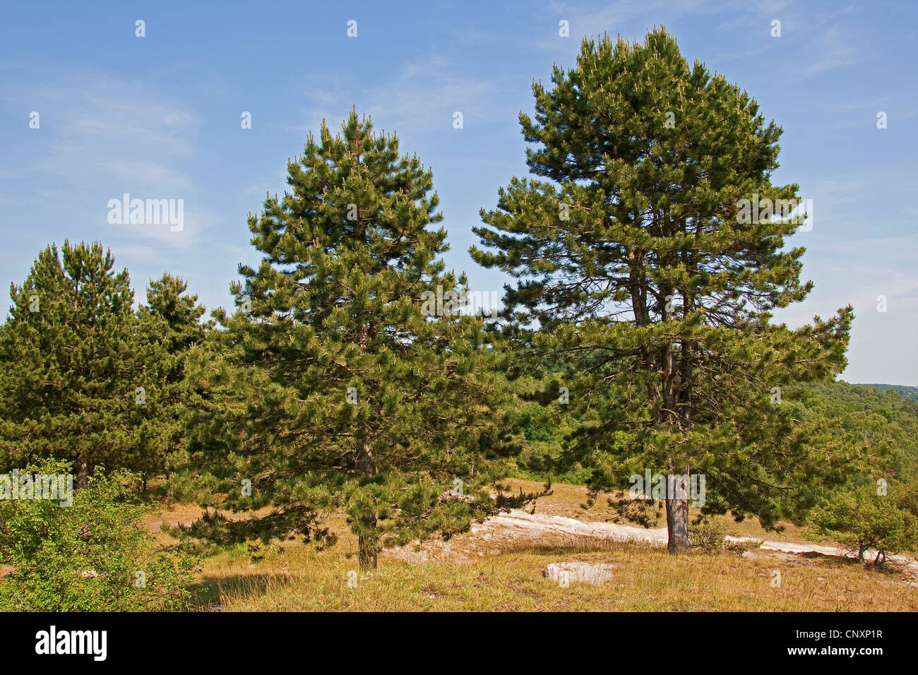 European black pine, Austrian pine, Black Pine, Corsican Pine (Pinus nigra) Stock Photo