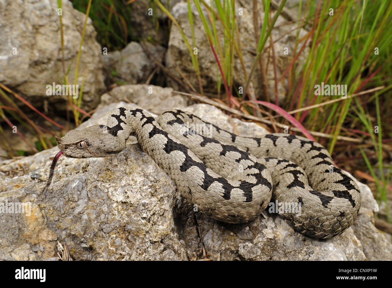 sand viper, nose-horned viper (Vipera ammodytes), flicking, Croatia, Kalnikow Stock Photo