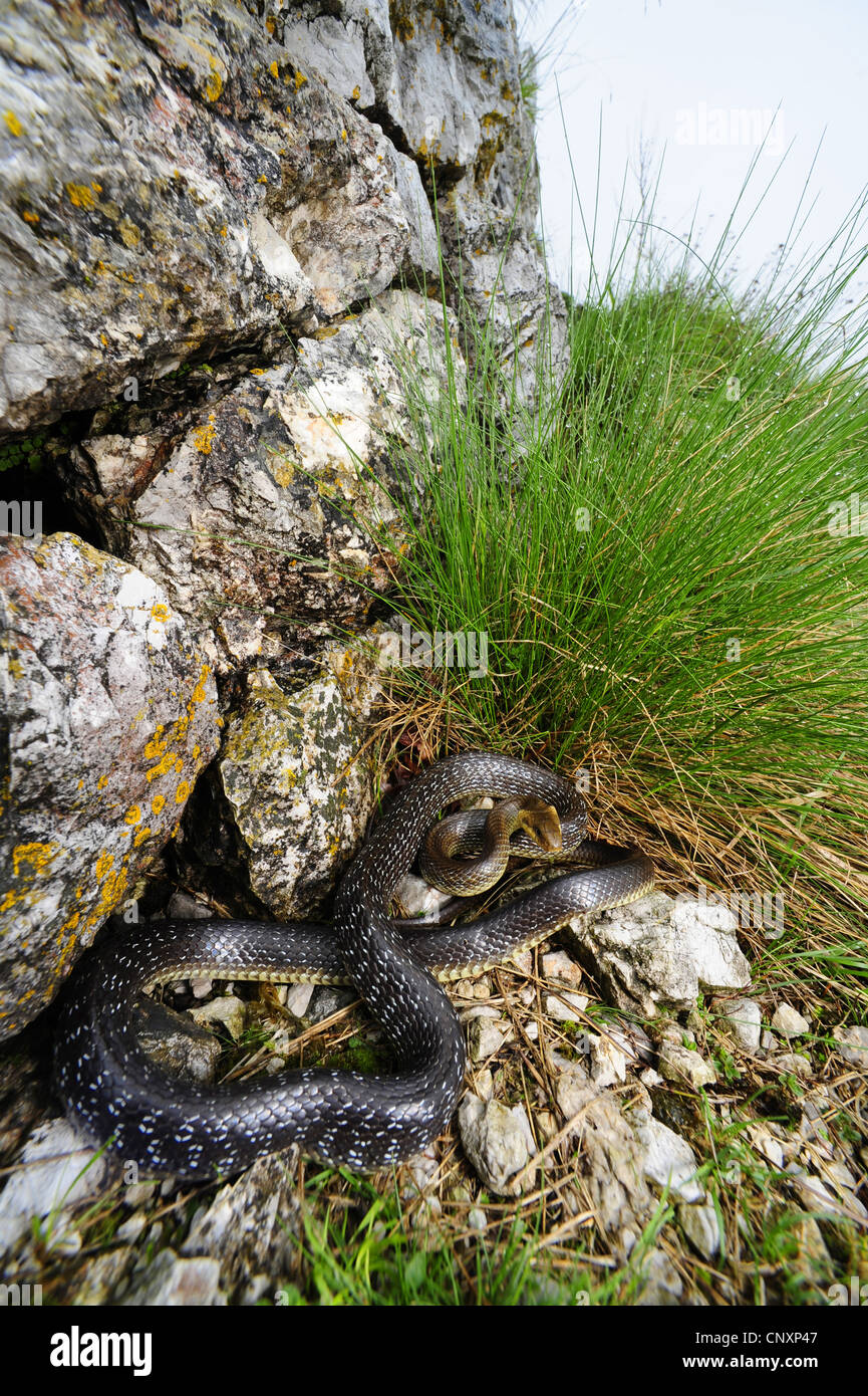 Snake rock stock photography and images -