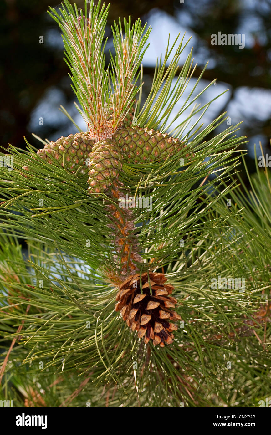 European black pine, Austrian pine, Black Pine, Corsican Pine (Pinus nigra), branch with young an ripe cone Stock Photo