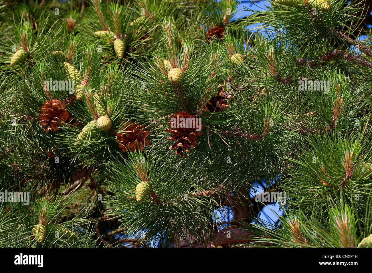 European black pine, Austrian pine, Black Pine, Corsican Pine (Pinus nigra), branches with young an ripe cone Stock Photo