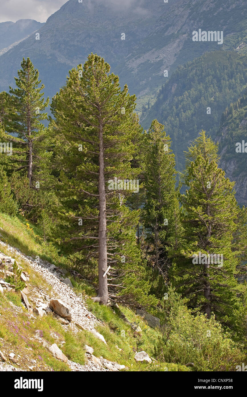Swiss stone pine, arolla pine (Pinus cembra), in the Alps Stock Photo