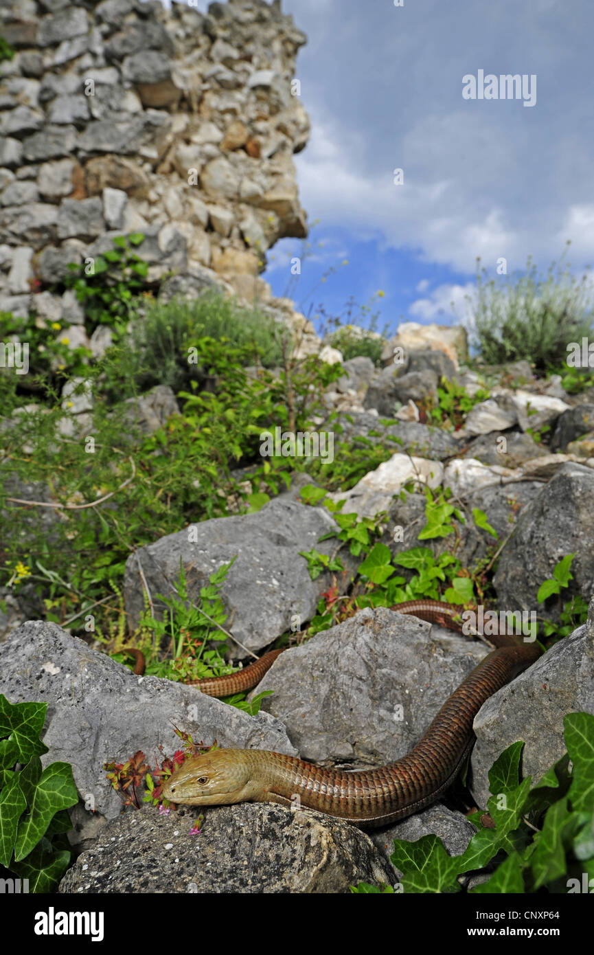 European glass lizard, armored glass lizard (Ophisaurus apodus
