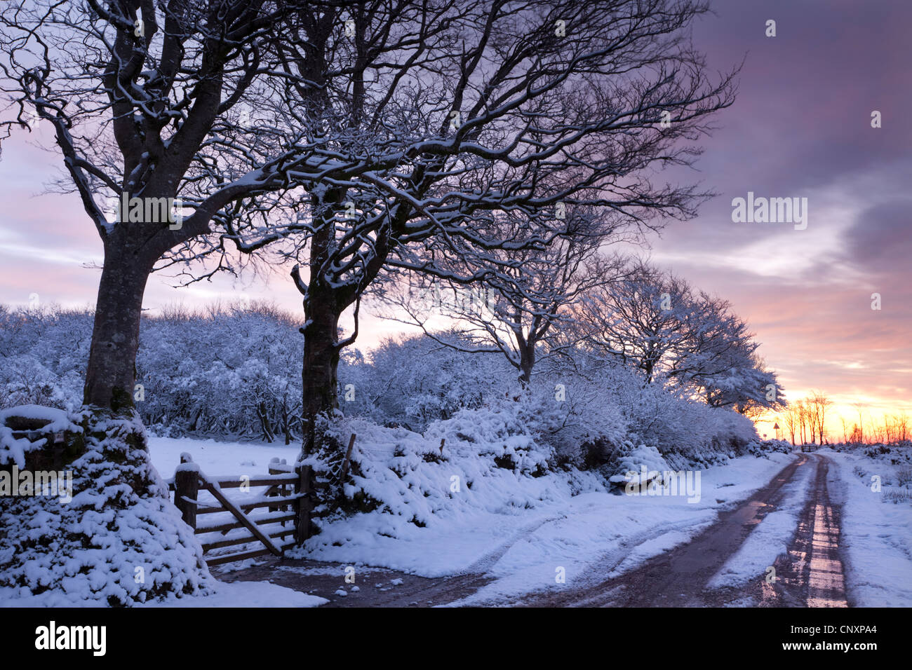 Snow covered trees beside a country lane, Exmoor, Somerset, England