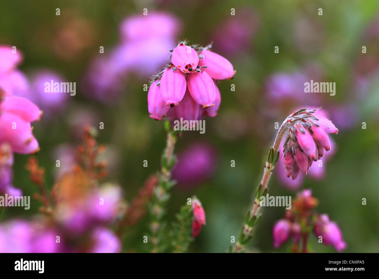 Bell heather, Scotch heath (Erica cinerea), blooming, United Kingdom, Scotland Stock Photo