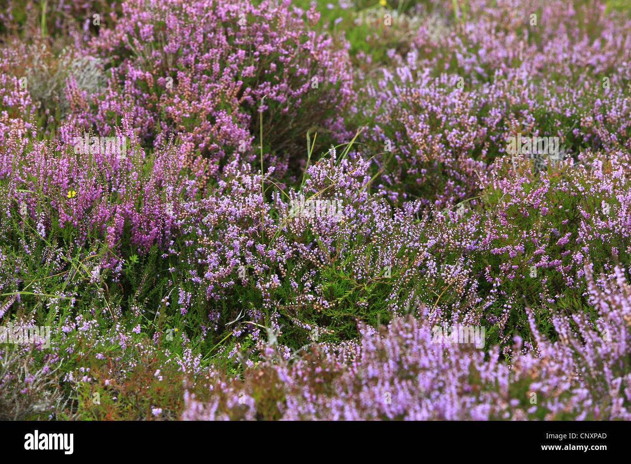 heather, ling (Calluna vulgaris), blooming, United Kingdom, Scotland Stock Photo